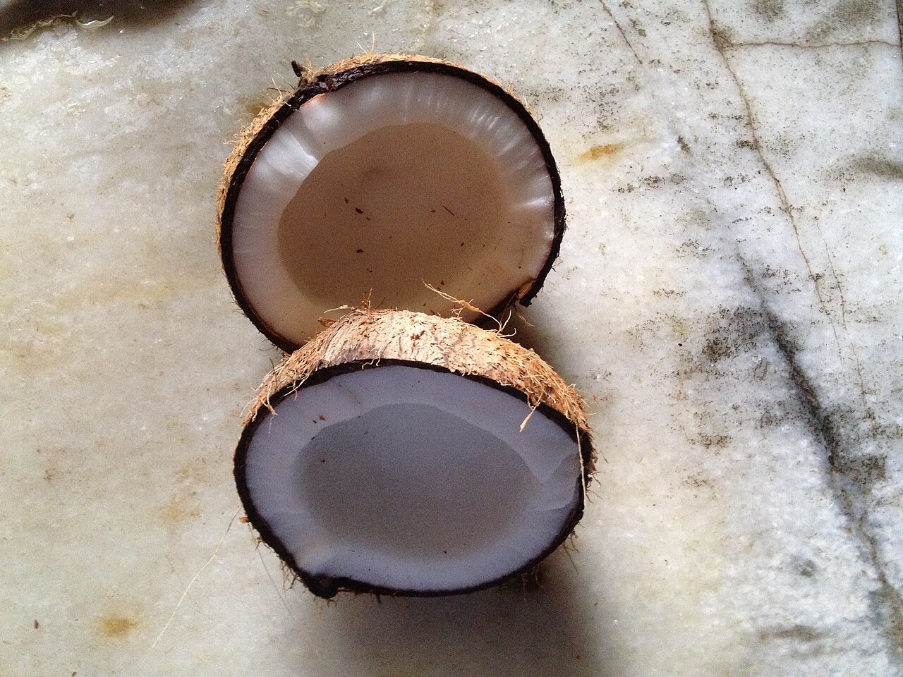 Coconut