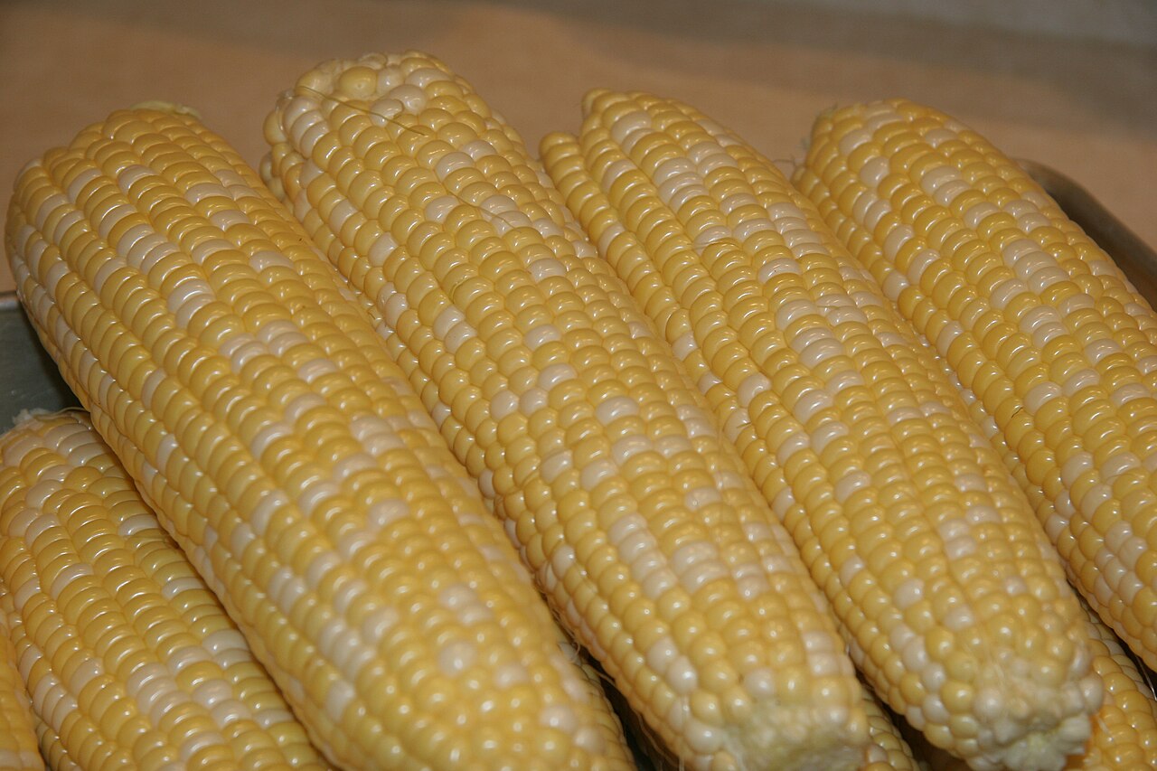 Maize (Corn)